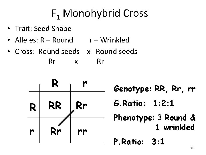 F 1 Monohybrid Cross • Trait: Seed Shape • Alleles: R – Round r