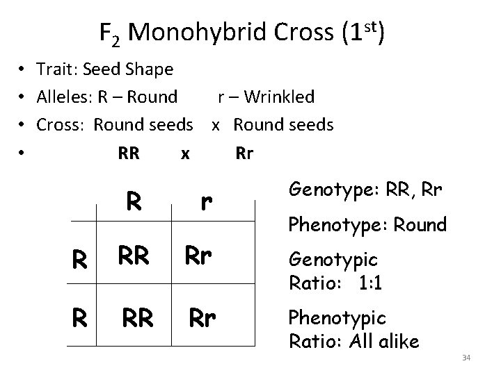 F 2 Monohybrid Cross (1 st) • Trait: Seed Shape • Alleles: R –