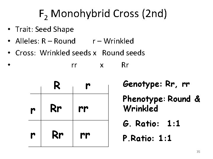 F 2 Monohybrid Cross (2 nd) • Trait: Seed Shape • Alleles: R –