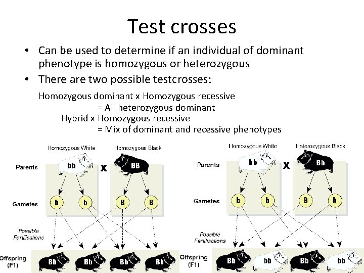 Test crosses • Can be used to determine if an individual of dominant phenotype
