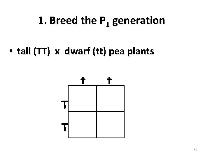 1. Breed the P 1 generation • tall (TT) x dwarf (tt) pea plants