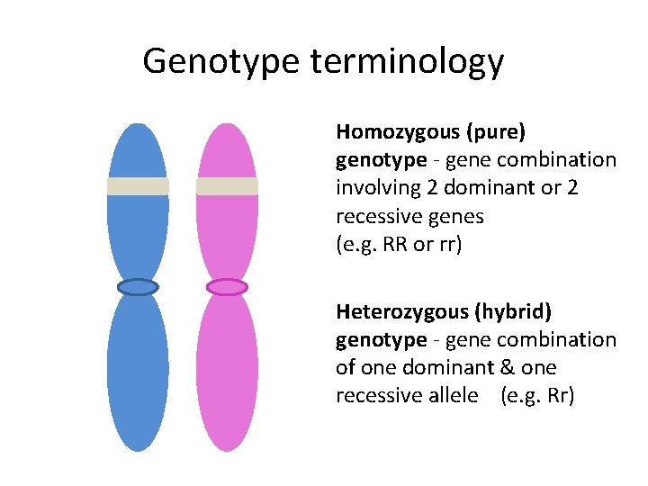Genotype terminology Homozygous (pure) genotype - gene combination involving 2 dominant or 2 recessive