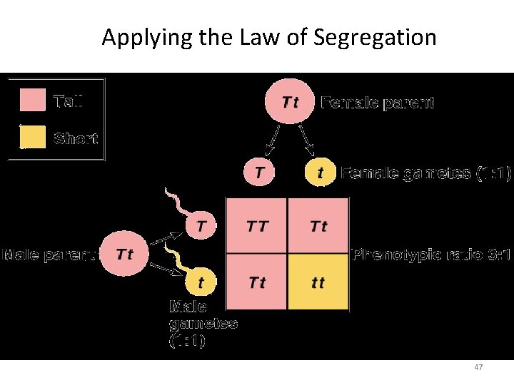 Applying the Law of Segregation 47 