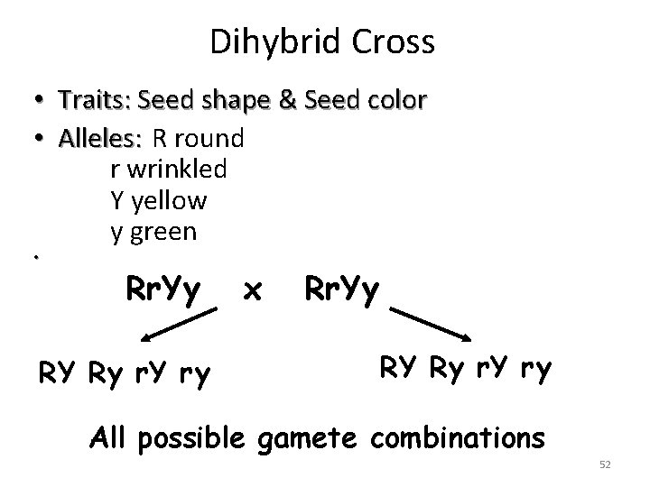Dihybrid Cross • Traits: Seed shape & Seed color • Alleles: R round r