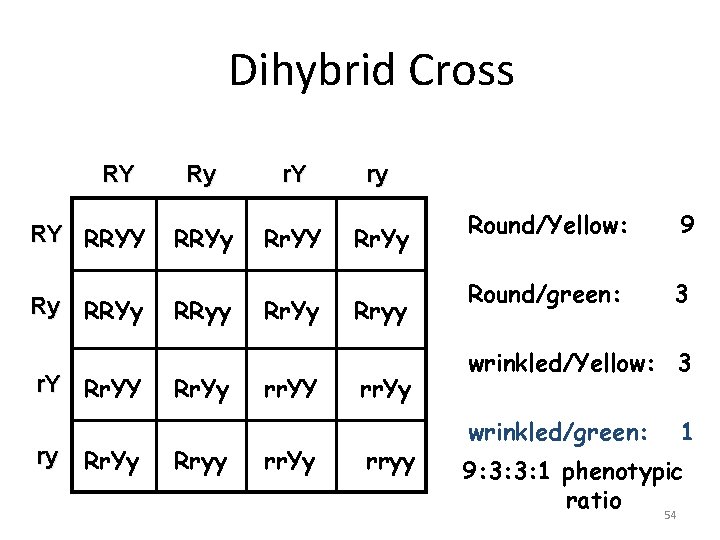 Dihybrid Cross RY RY RRYY Ry RRYy r. Y Rr. YY ry Rr. Yy