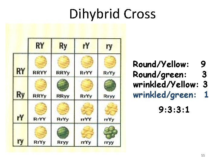 Dihybrid Cross Round/Yellow: 9 Round/green: 3 wrinkled/Yellow: 3 wrinkled/green: 1 9: 3: 3: 1