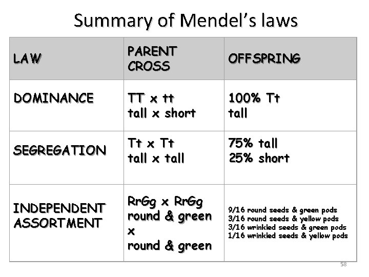 Summary of Mendel’s laws LAW DOMINANCE SEGREGATION INDEPENDENT ASSORTMENT PARENT CROSS OFFSPRING TT x