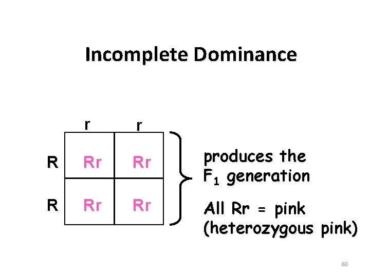 Incomplete Dominance r r R Rr Rr produces the F 1 generation All Rr