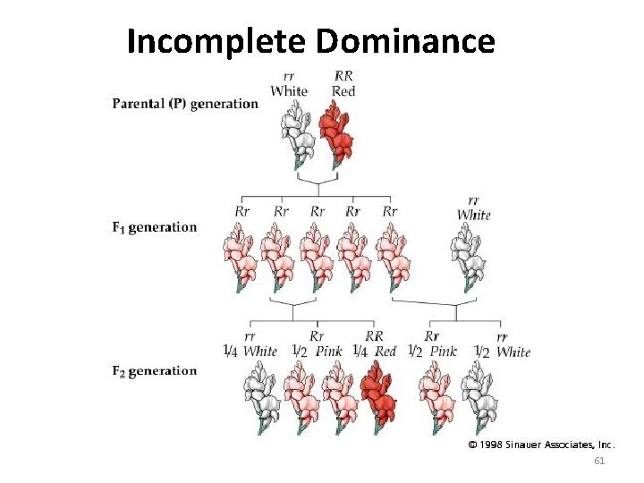 Incomplete Dominance 61 