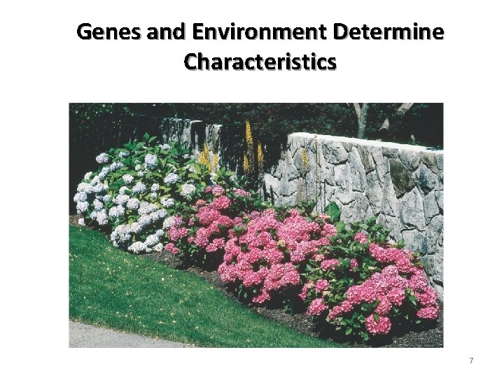 Genes and Environment Determine Characteristics 7 