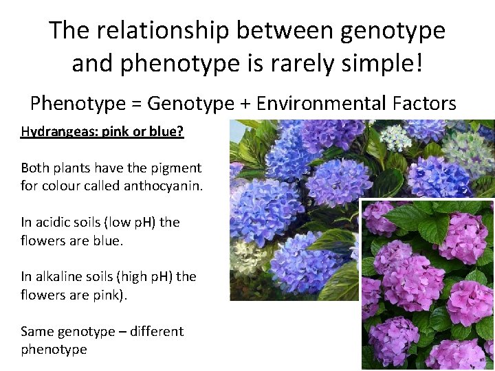 The relationship between genotype and phenotype is rarely simple! Phenotype = Genotype + Environmental