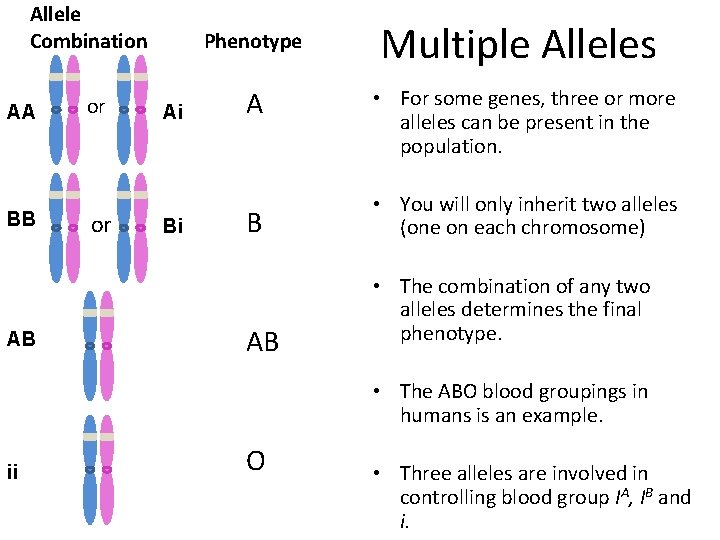 Allele Combination AA BB AB or or Phenotype Ai Bi A B AB Multiple