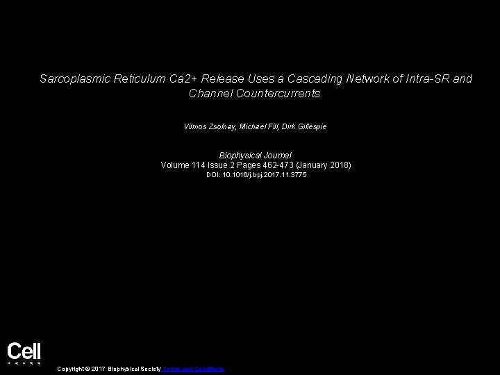 Sarcoplasmic Reticulum Ca 2+ Release Uses a Cascading Network of Intra-SR and Channel Countercurrents