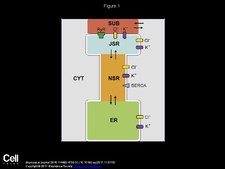 Figure 1 Biophysical Journal 2018 114462 -473 DOI: (10. 1016/j. bpj. 2017. 11. 3775)