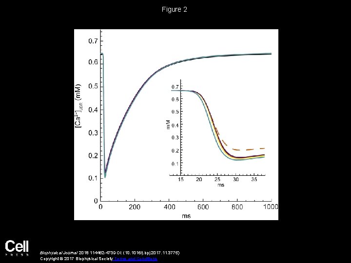 Figure 2 Biophysical Journal 2018 114462 -473 DOI: (10. 1016/j. bpj. 2017. 11. 3775)