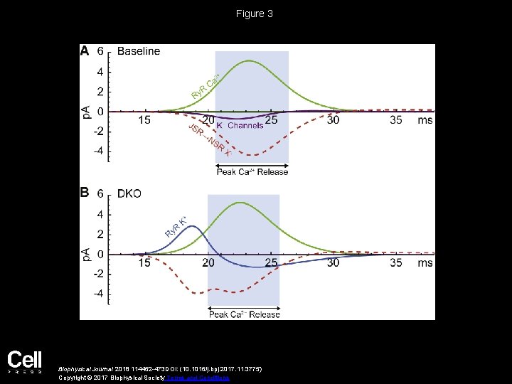 Figure 3 Biophysical Journal 2018 114462 -473 DOI: (10. 1016/j. bpj. 2017. 11. 3775)