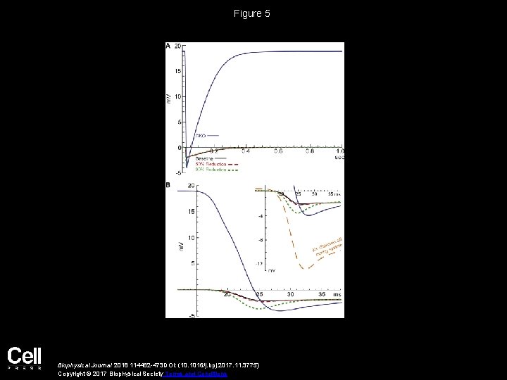 Figure 5 Biophysical Journal 2018 114462 -473 DOI: (10. 1016/j. bpj. 2017. 11. 3775)