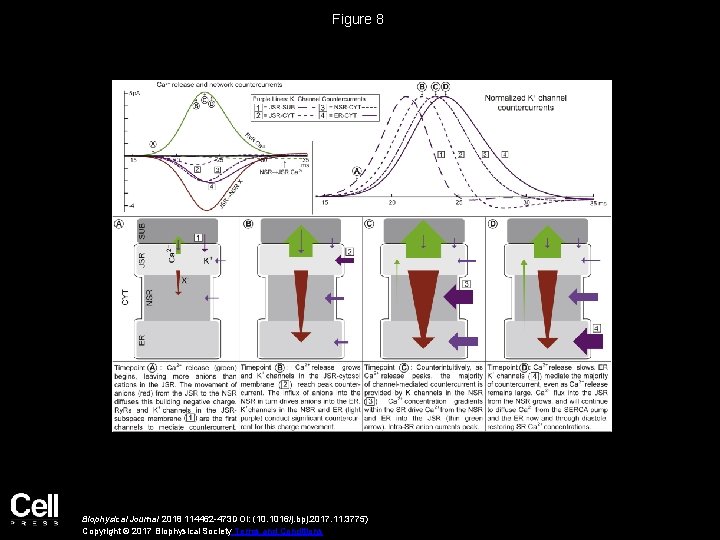 Figure 8 Biophysical Journal 2018 114462 -473 DOI: (10. 1016/j. bpj. 2017. 11. 3775)