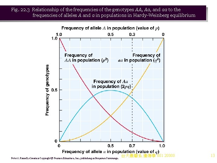 Fig. 22. 3 Relationship of the frequencies of the genotypes AA, Aa, and aa