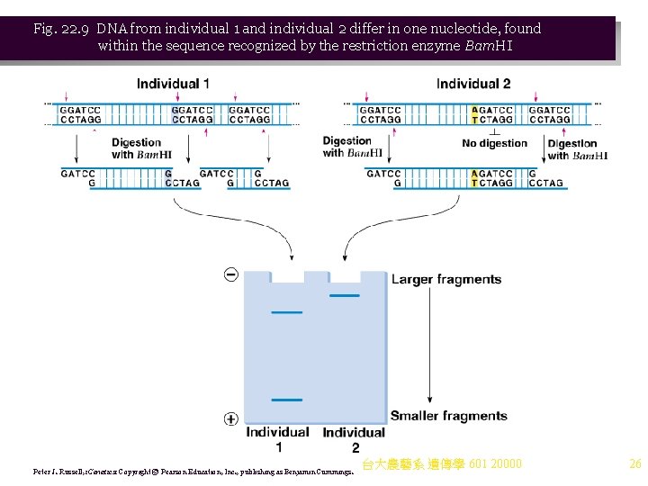 Fig. 22. 9 DNA from individual 1 and individual 2 differ in one nucleotide,