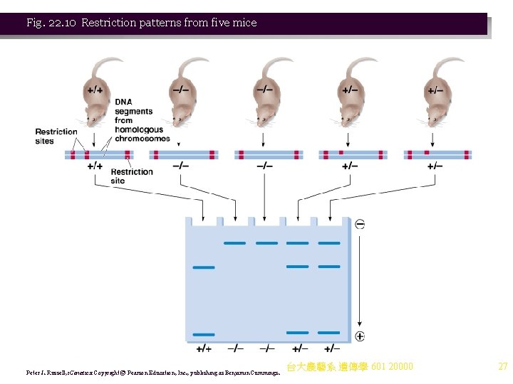 Fig. 22. 10 Restriction patterns from five mice Peter J. Russell, i. Genetics: Copyright