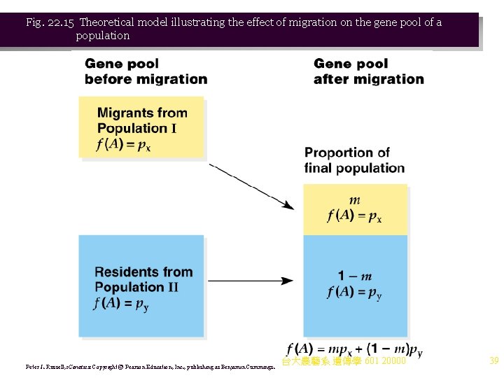 Fig. 22. 15 Theoretical model illustrating the effect of migration on the gene pool