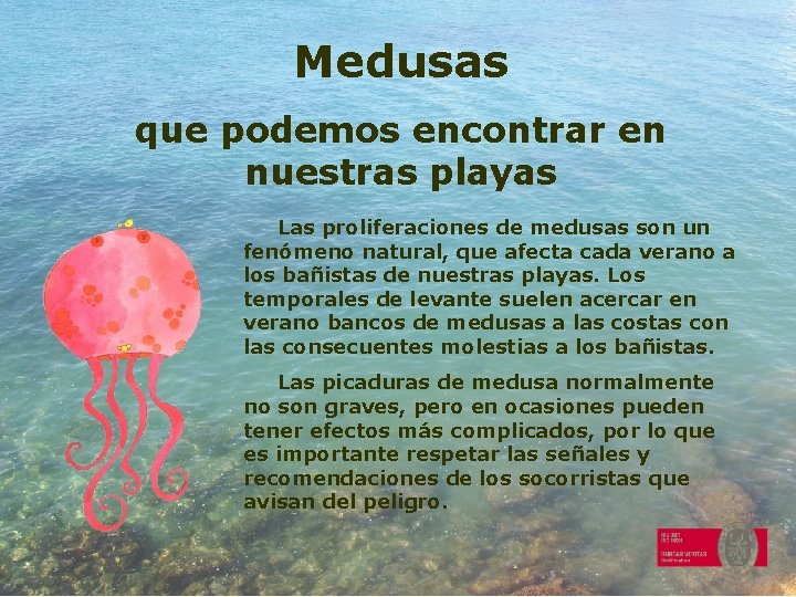 Medusas que podemos encontrar en nuestras playas Las proliferaciones de medusas son un fenómeno