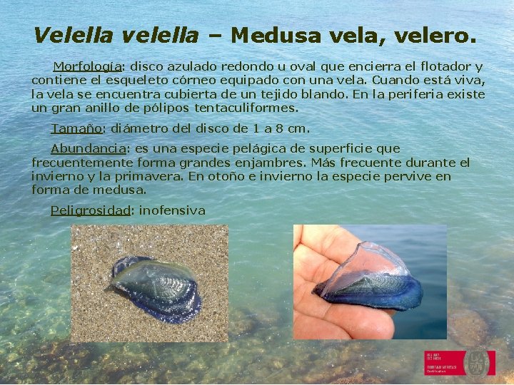 Velella velella – Medusa vela, velero. Morfología: disco azulado redondo u oval que encierra