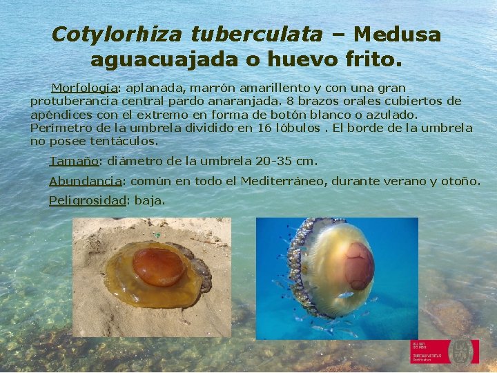 Cotylorhiza tuberculata – Medusa aguacuajada o huevo frito. Morfología: aplanada, marrón amarillento y con