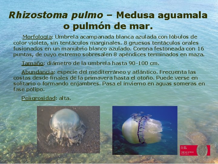 Rhizostoma pulmo – Medusa aguamala o pulmón de mar. Morfología: Umbrela acampanada blanca azulada