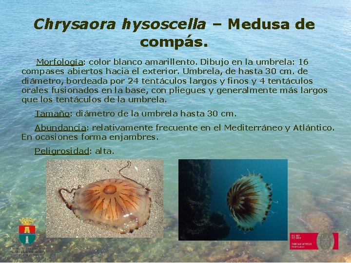 Chrysaora hysoscella – Medusa de compás. Morfología: color blanco amarillento. Dibujo en la umbrela: