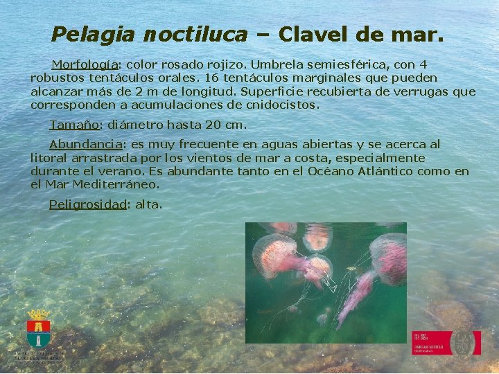 Pelagia noctiluca – Clavel de mar. Morfología: color rosado rojizo. Umbrela semiesférica, con 4