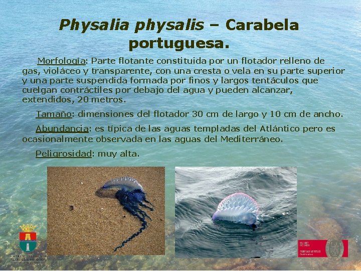 Physalia physalis – Carabela portuguesa. Morfología: Parte flotante constituida por un flotador relleno de