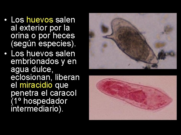  • Los huevos salen al exterior por la orina o por heces (según