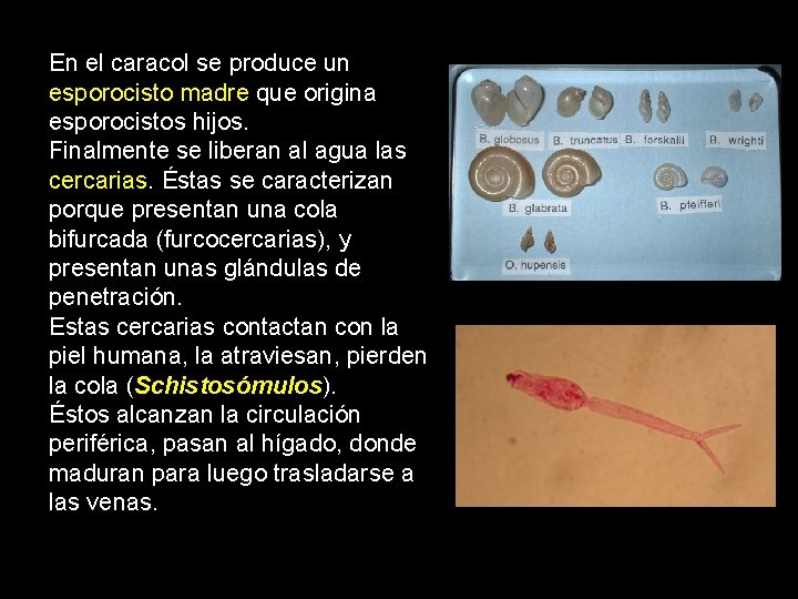 En el caracol se produce un esporocisto madre que origina esporocistos hijos. Finalmente se