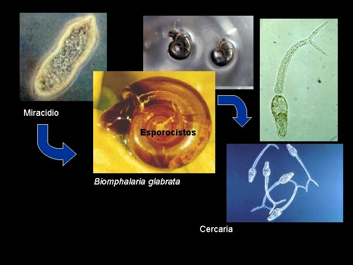 Miracidio Esporocistos Biomphalaria glabrata Cercaria 