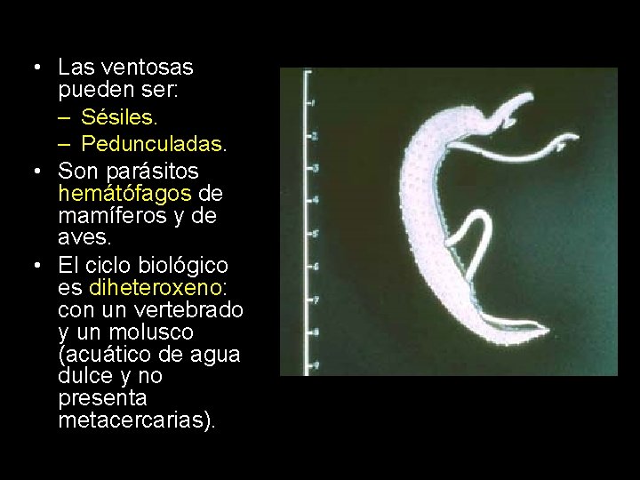  • Las ventosas pueden ser: – Sésiles. – Pedunculadas. • Son parásitos hemátófagos