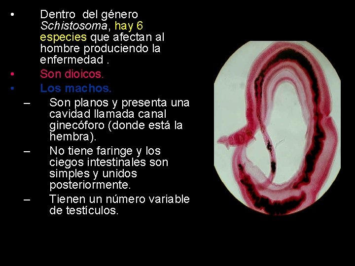  • Dentro del género Schistosoma, hay 6 especies que afectan al hombre produciendo