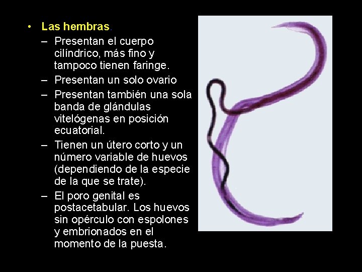  • Las hembras. – Presentan el cuerpo cilíndrico, más fino y tampoco tienen
