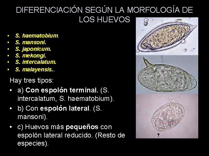 DIFERENCIACIÓN SEGÚN LA MORFOLOGÍA DE LOS HUEVOS • • • S. haematobium. S. mansoni.