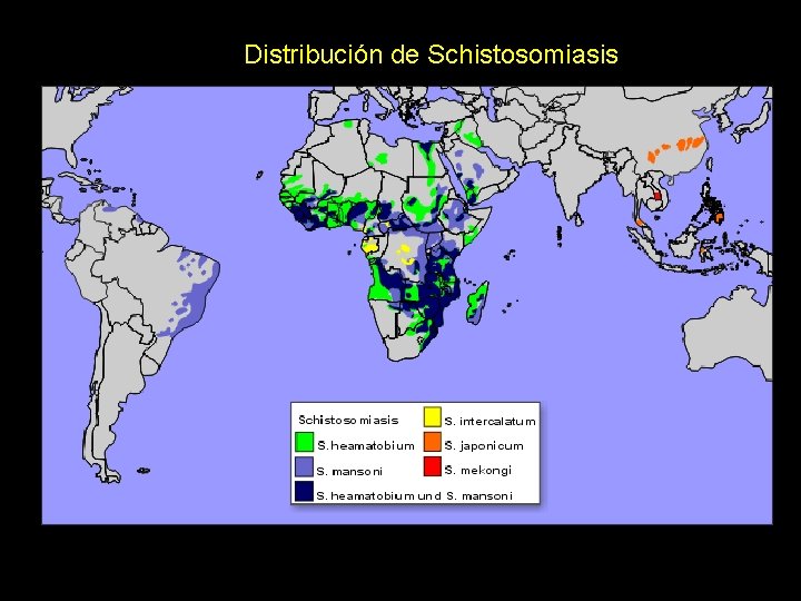 Distribución de Schistosomiasis 