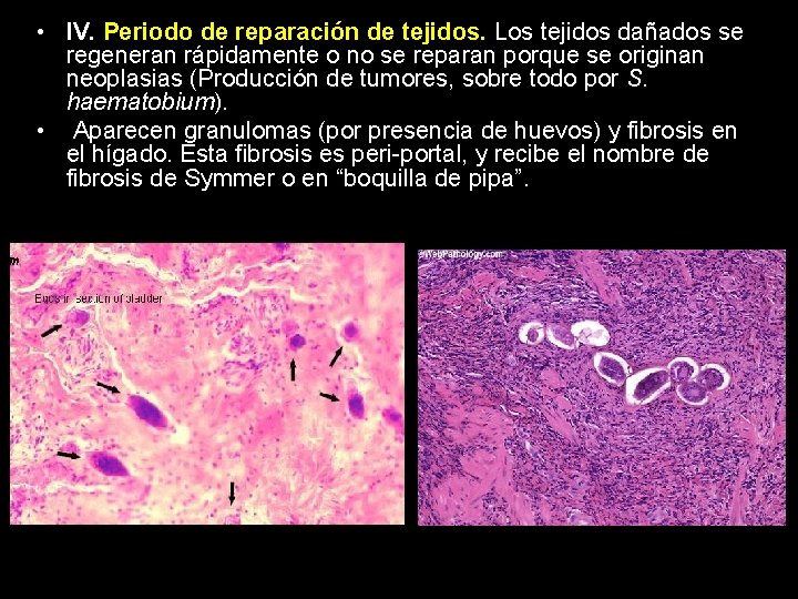  • IV. Periodo de reparación de tejidos. Los tejidos dañados se regeneran rápidamente