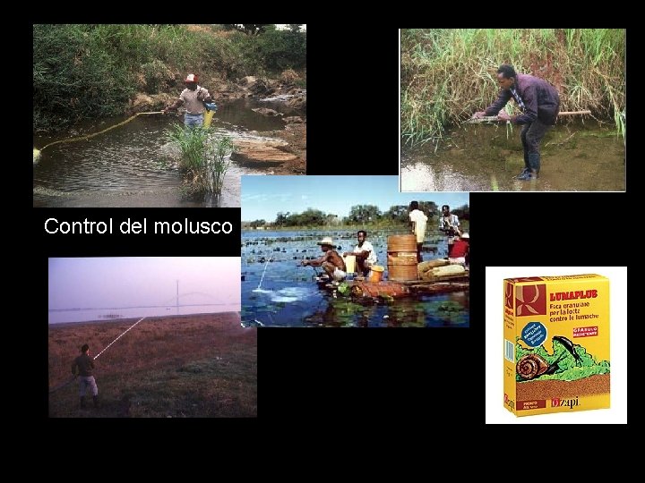 Control del molusco 