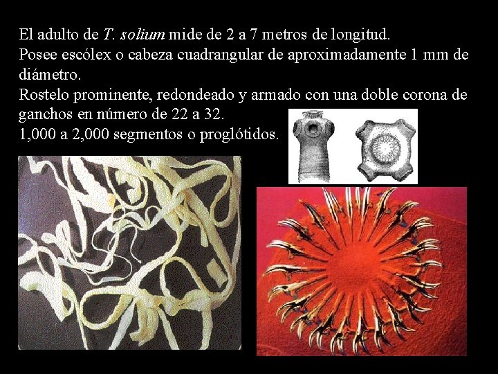 El adulto de T. solium mide de 2 a 7 metros de longitud. Posee