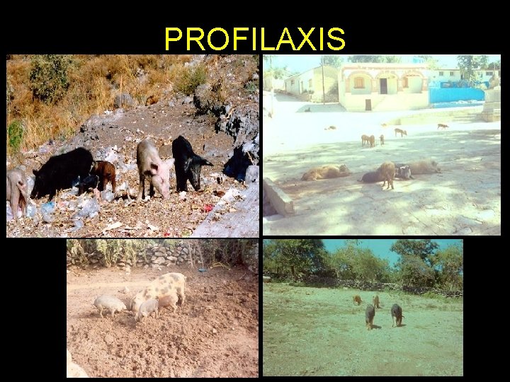 PROFILAXIS 