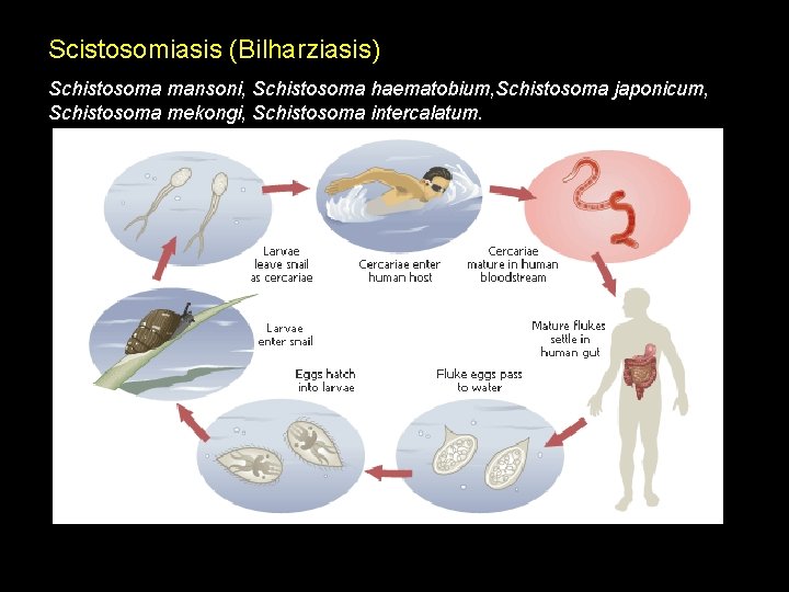 Scistosomiasis (Bilharziasis) Schistosoma mansoni, Schistosoma haematobium, Schistosoma japonicum, Schistosoma mekongi, Schistosoma intercalatum. 