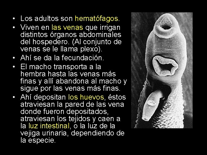  • Los adultos son hematófagos. • Viven en las venas que irrigan distintos