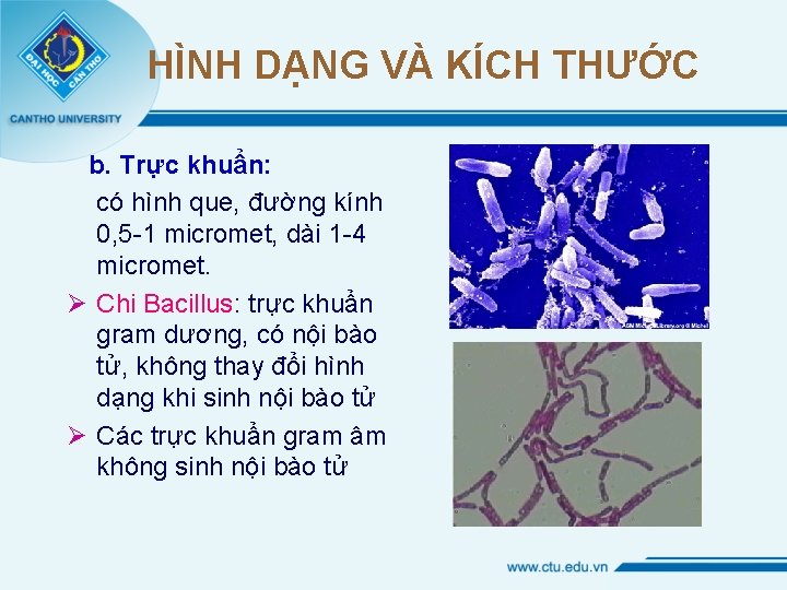 HÌNH DẠNG VÀ KÍCH THƯỚC b. Trực khuẩn: có hình que, đường kính 0,