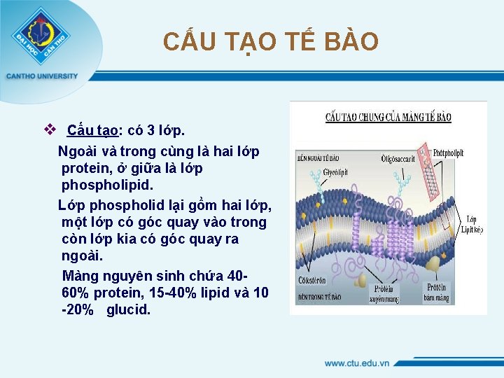 CẤU TẠO TẾ BÀO v Cấu tạo: có 3 lớp. Ngoài và trong cùng