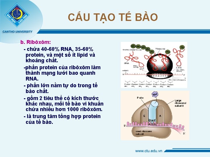 CẤU TẠO TẾ BÀO b. Ribôxôm: - chứa 40 -60% RNA, 35 -60% protein,